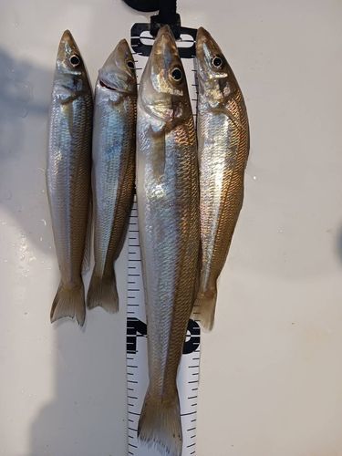 キスの釣果