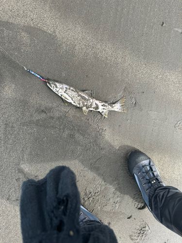 アメマスの釣果