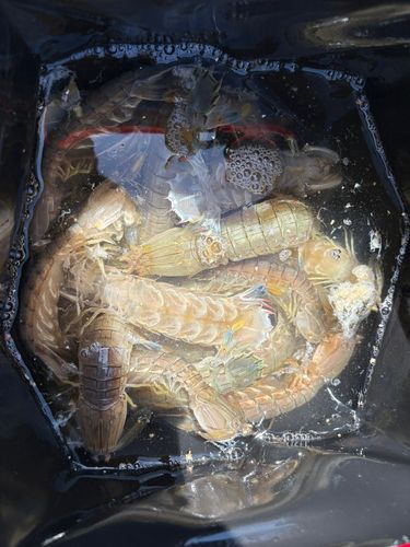 シャコエビの釣果