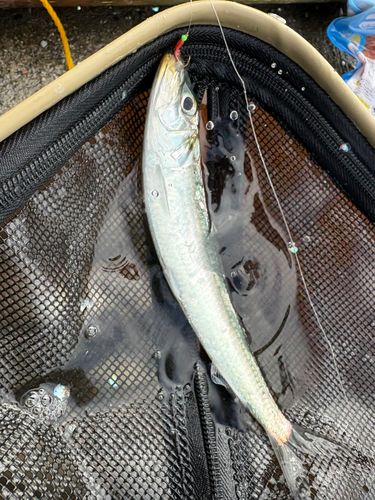 イワシの釣果