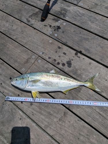 イナダの釣果