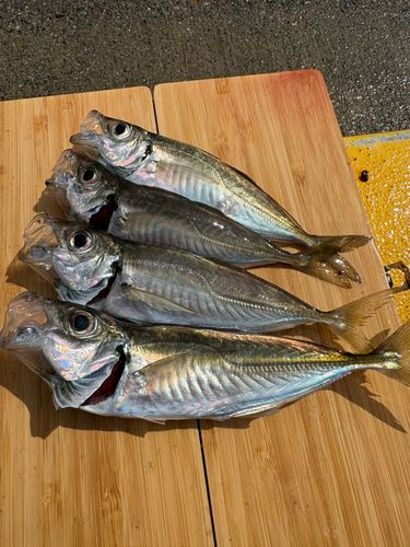 アジの釣果