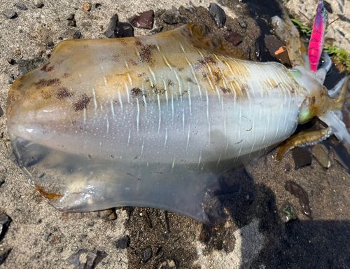 アオリイカの釣果
