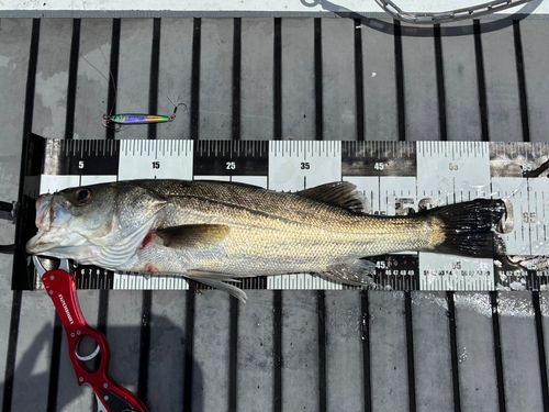 マルスズキの釣果