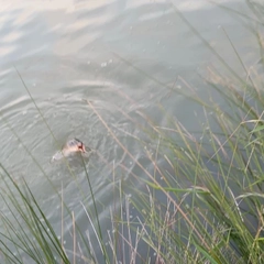 コイの釣果