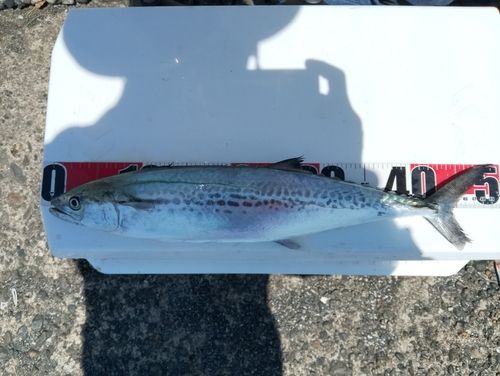 サゴシの釣果