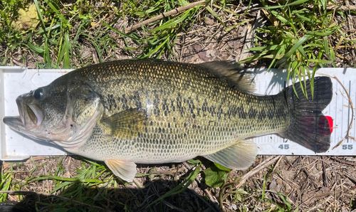 ブラックバスの釣果