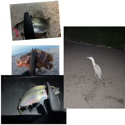 マアジの釣果
