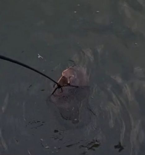 アカエイの釣果