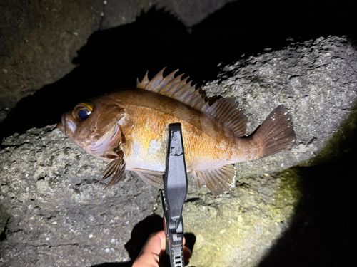 メバルの釣果