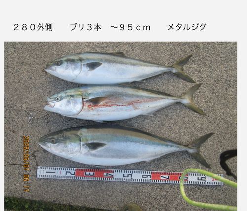 ブリの釣果
