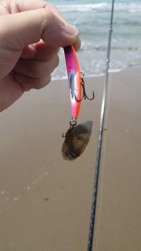 シタビラメの釣果