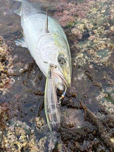 ハマチの釣果