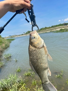 フナの釣果