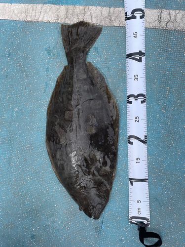 ヒラメの釣果