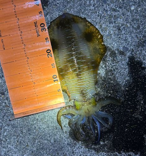 アオリイカの釣果