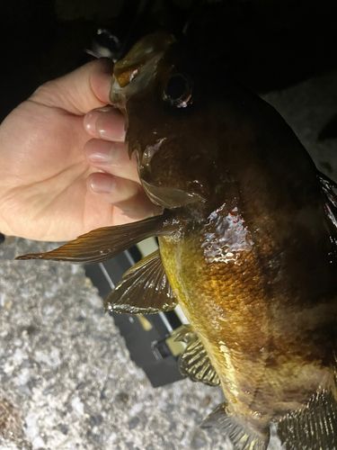 メバルの釣果