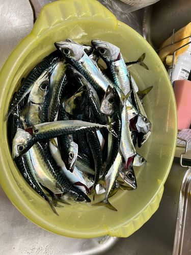 サバの釣果