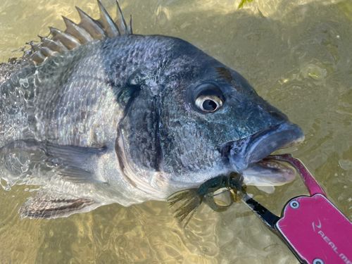 チヌの釣果