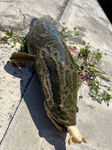 ライギョの釣果
