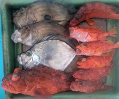 ウッカリカサゴの釣果