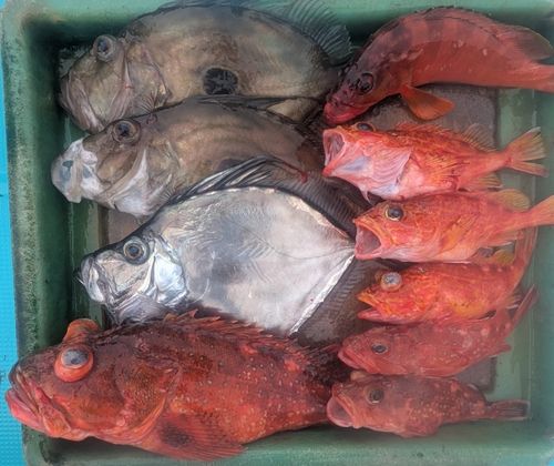 ウッカリカサゴの釣果