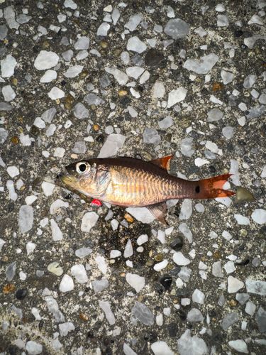 ネンブツダイの釣果