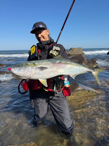 ブリの釣果