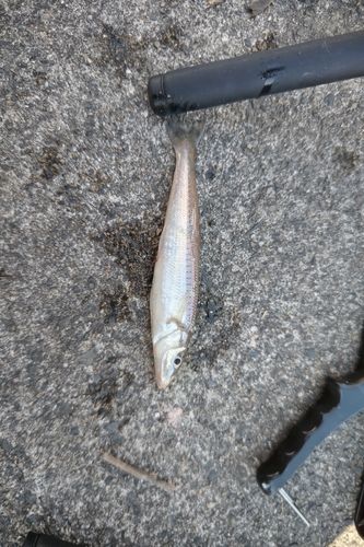 キスの釣果