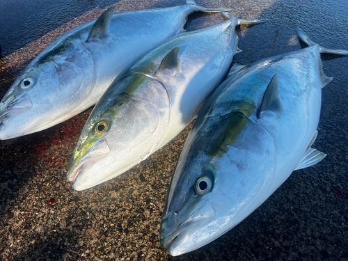 ブリの釣果