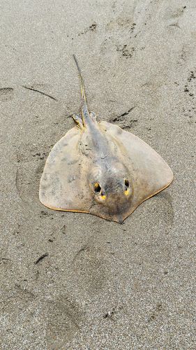 アカエイの釣果
