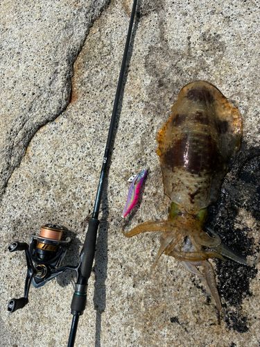 アオリイカの釣果