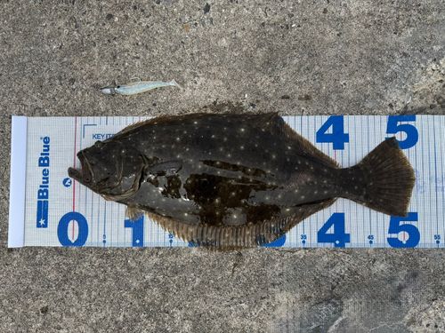 ヒラメの釣果