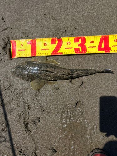 マゴチの釣果