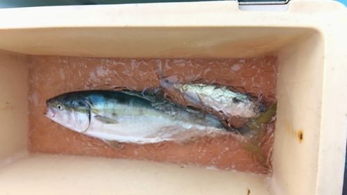 メジロの釣果