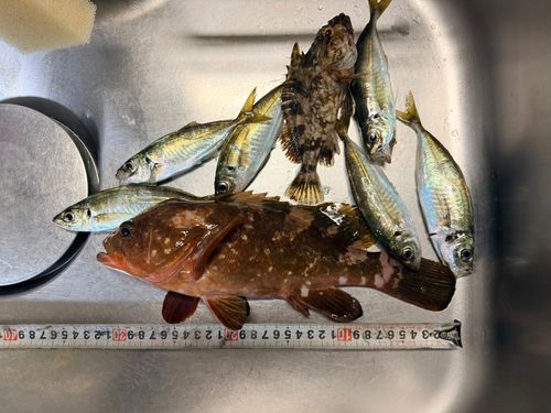 アジの釣果