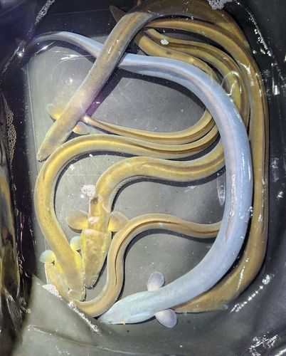 ウナギの釣果