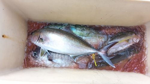 カンパチの釣果