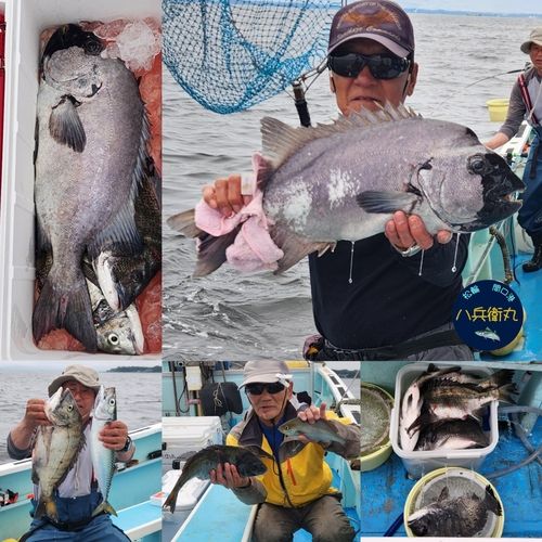 イシダイの釣果