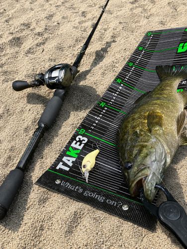 スモールマウスバスの釣果