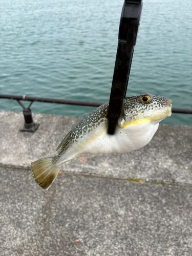 フグの釣果
