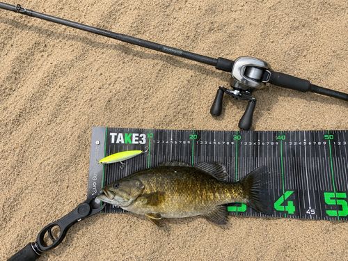 スモールマウスバスの釣果
