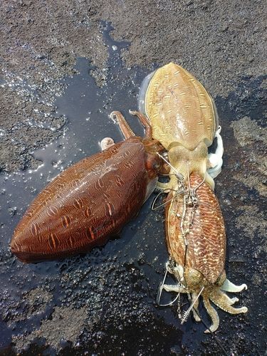 モンゴウイカの釣果