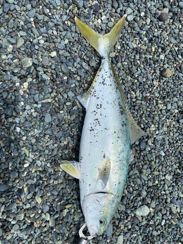 イナダの釣果