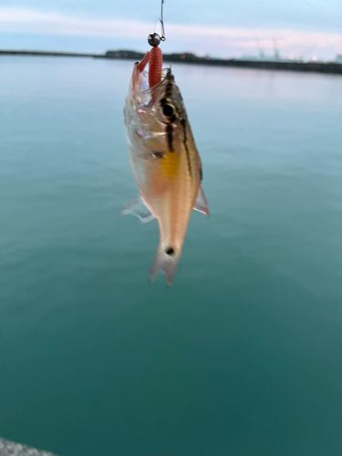 ネンブツダイの釣果