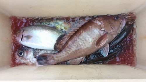 マハタの釣果