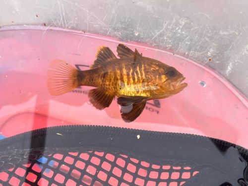 クロホシイシモチの釣果