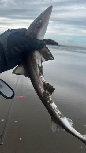 サメの釣果