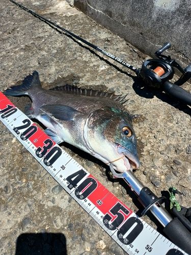 クロダイの釣果