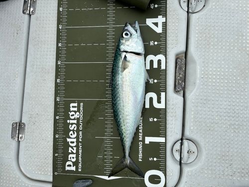 サゴシの釣果